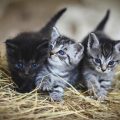 chaton